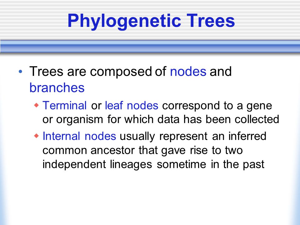 Phylogenetic Trees Trees are composed of nodes and branches  Terminal or leaf nodes correspond to a gene or organism for which data has been collected  Internal nodes usually represent an inferred common ancestor that gave rise to two independent lineages sometime in the past