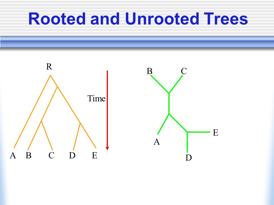 Rooted and Unrooted Trees R ABCDE Time BC A E D
