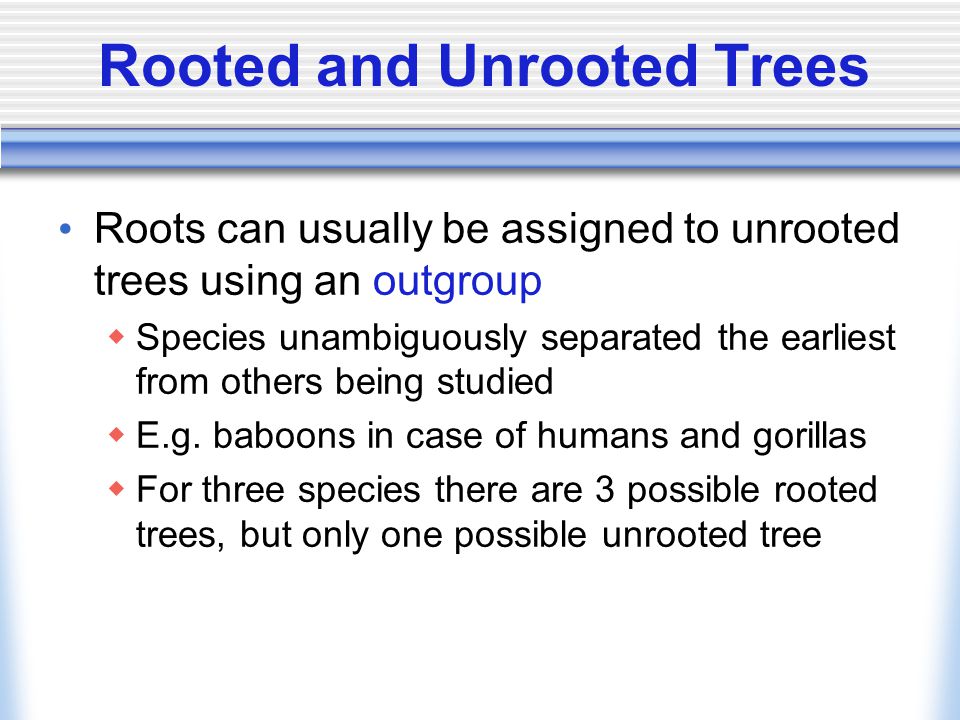 Rooted and Unrooted Trees Roots can usually be assigned to unrooted trees using an outgroup  Species unambiguously separated the earliest from others being studied  E.g.