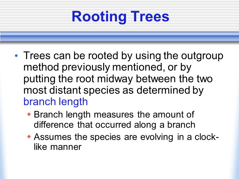 Rooting Trees Trees can be rooted by using the outgroup method previously mentioned, or by putting the root midway between the two most distant species as determined by branch length  Branch length measures the amount of difference that occurred along a branch  Assumes the species are evolving in a clock- like manner