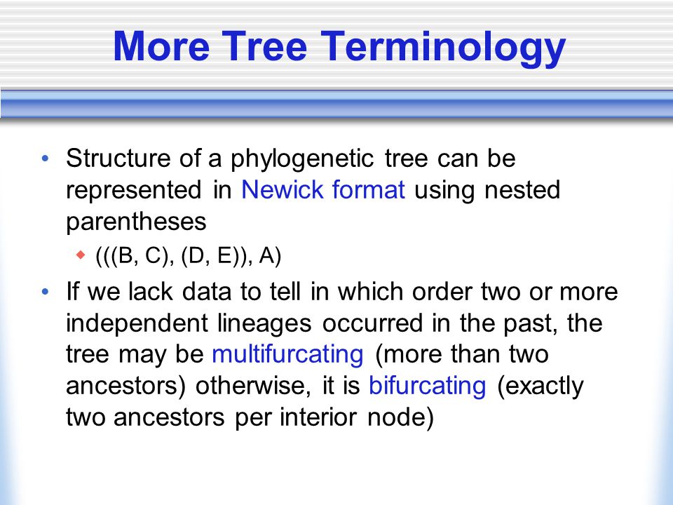 More Tree Terminology Structure of a phylogenetic tree can be represented in Newick format using nested parentheses  (((B, C), (D, E)), A) If we lack data to tell in which order two or more independent lineages occurred in the past, the tree may be multifurcating (more than two ancestors) otherwise, it is bifurcating (exactly two ancestors per interior node)