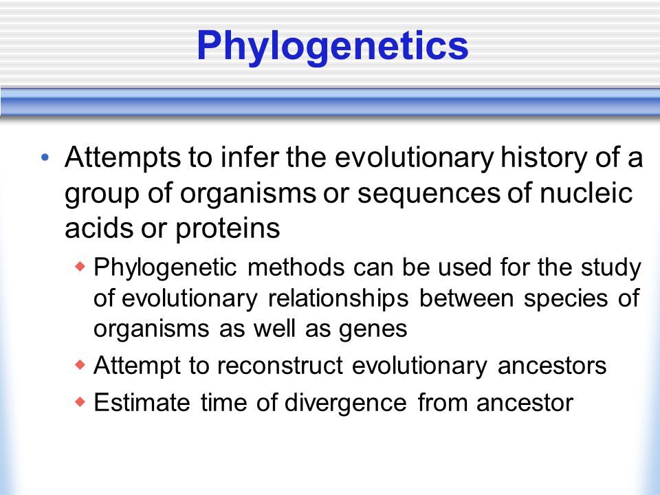 Phylogenetics Attempts to infer the evolutionary history of a group of organisms or sequences of nucleic acids or proteins  Phylogenetic methods can be used for the study of evolutionary relationships between species of organisms as well as genes  Attempt to reconstruct evolutionary ancestors  Estimate time of divergence from ancestor