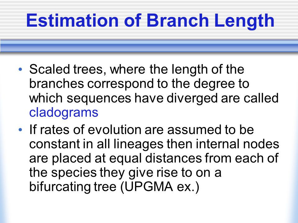 Estimation of Branch Length Scaled trees, where the length of the branches correspond to the degree to which sequences have diverged are called cladograms If rates of evolution are assumed to be constant in all lineages then internal nodes are placed at equal distances from each of the species they give rise to on a bifurcating tree (UPGMA ex.)