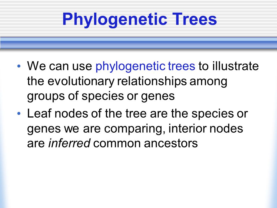 Phylogenetic Trees We can use phylogenetic trees to illustrate the evolutionary relationships among groups of species or genes Leaf nodes of the tree are the species or genes we are comparing, interior nodes are inferred common ancestors