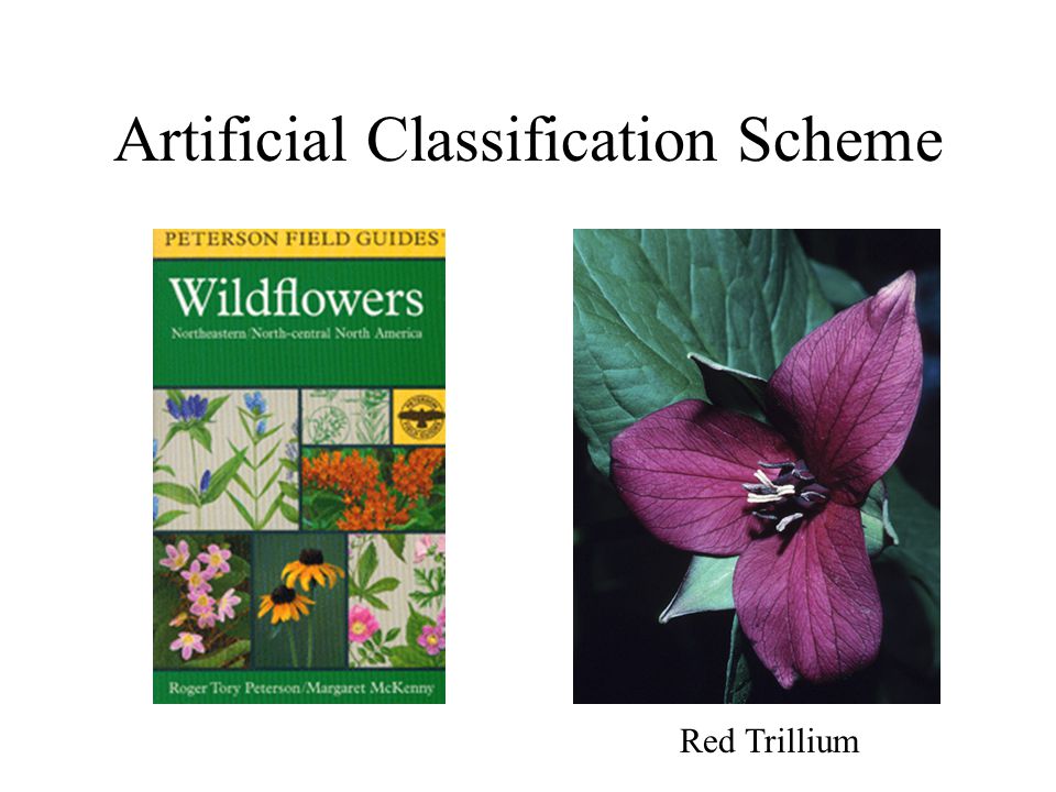 Artificial Classification Scheme Red Trillium