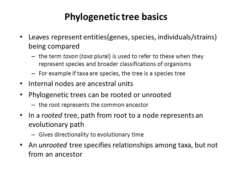 Phylogenetic tree basics Leaves represent entities(genes, species, individuals/strains) being compared – the term taxon (taxa plural) is used to refer to these when they represent species and broader classifications of organisms – For example if taxa are species, the tree is a species tree Internal nodes are ancestral units Phylogenetic trees can be rooted or unrooted – the root represents the common ancestor In a rooted tree, path from root to a node represents an evolutionary path – Gives directionality to evolutionary time An unrooted tree specifies relationships among taxa, but not from an ancestor