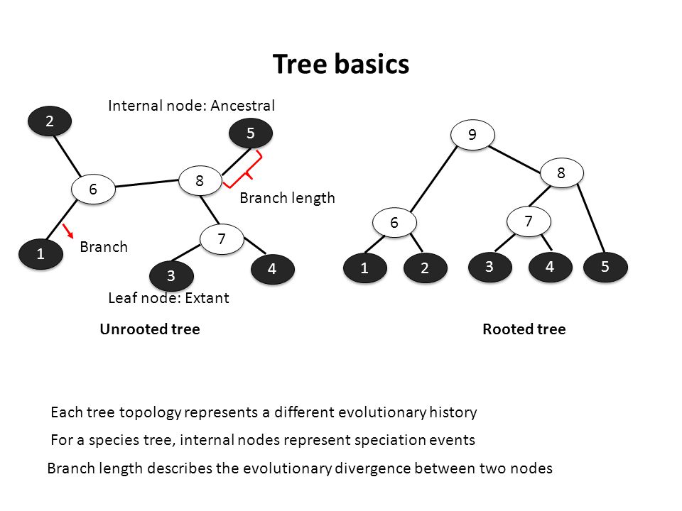 Tree basics Branch Leaf node: Extant Internal node: Ancestral For a species tree, internal nodes represent speciation events Unrooted treeRooted tree Each tree topology represents a different evolutionary history Branch length Branch length describes the evolutionary divergence between two nodes