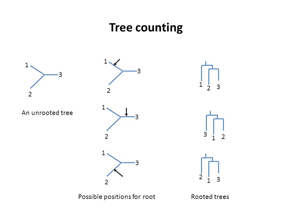 Tree counting An unrooted tree Possible positions for rootRooted trees
