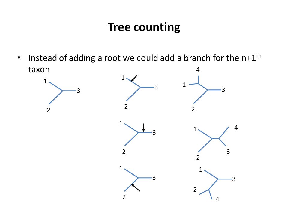 Tree counting Instead of adding a root we could add a branch for the n+1 th taxon