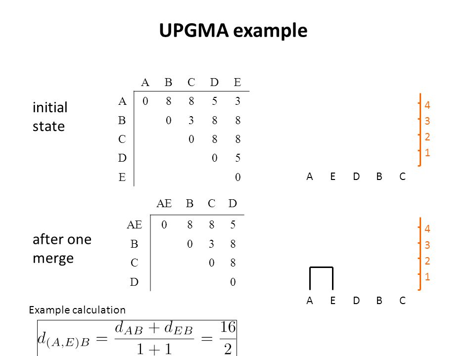 UPGMA example ABCDE A08853 B0388 C088 D05 E0 AEDBC AEBCD 0885 B038 C08 D0 AEDBC initial state after one merge Example calculation