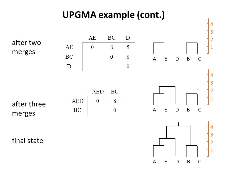 UPGMA example (cont.) AEDBC AEBCD AE085 BC08 D0 AEDBC AED08 BC0 AEDBC AEDBC after two merges after three merges final state