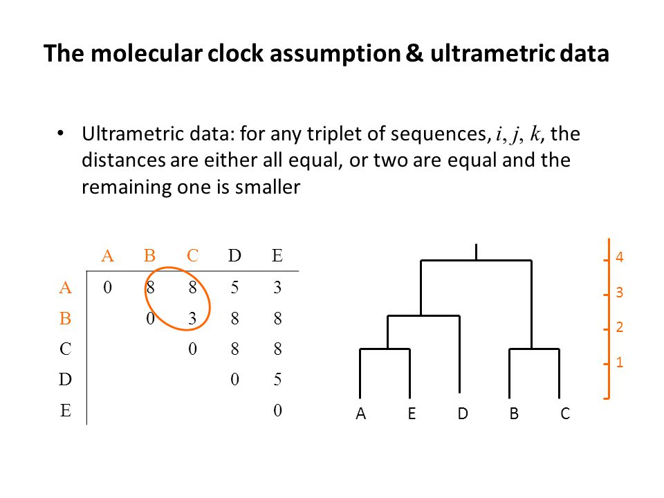 The molecular clock assumption & ultrametric data Ultrametric data: for any triplet of sequences, i, j, k, the distances are either all equal, or two are equal and the remaining one is smaller ABCDE A08853 B0388 C088 D05 E0 AEDBC