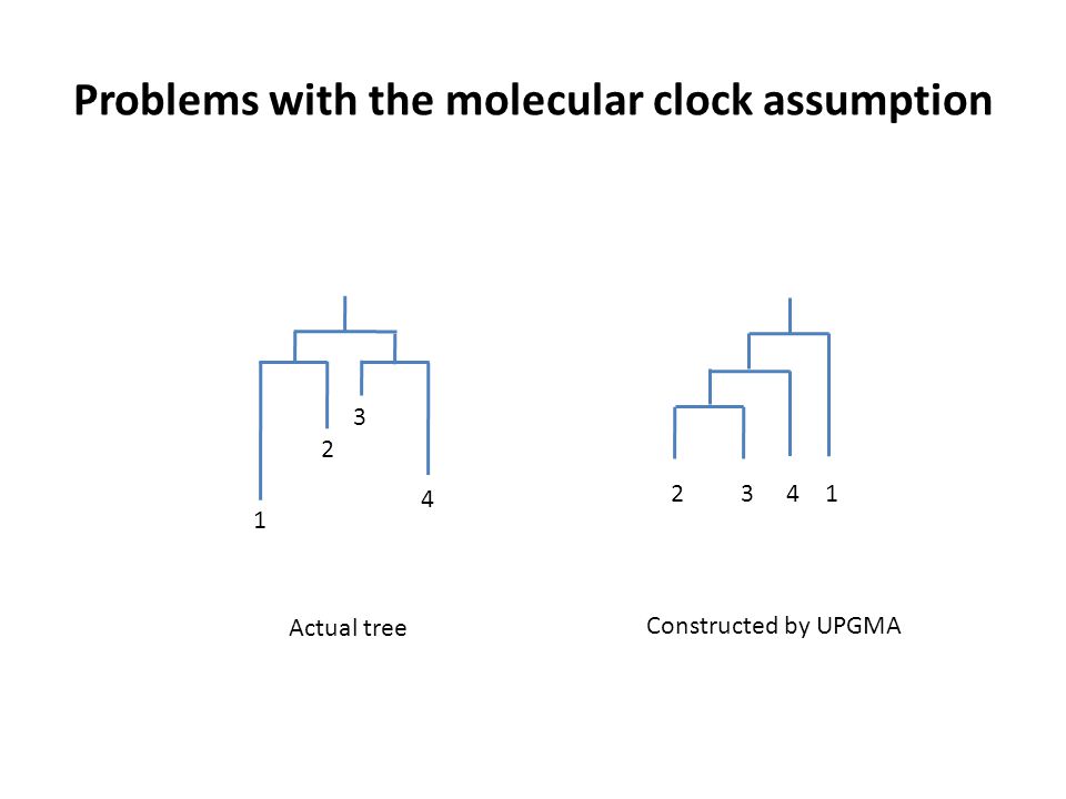 Problems with the molecular clock assumption Actual tree 2341 Constructed by UPGMA