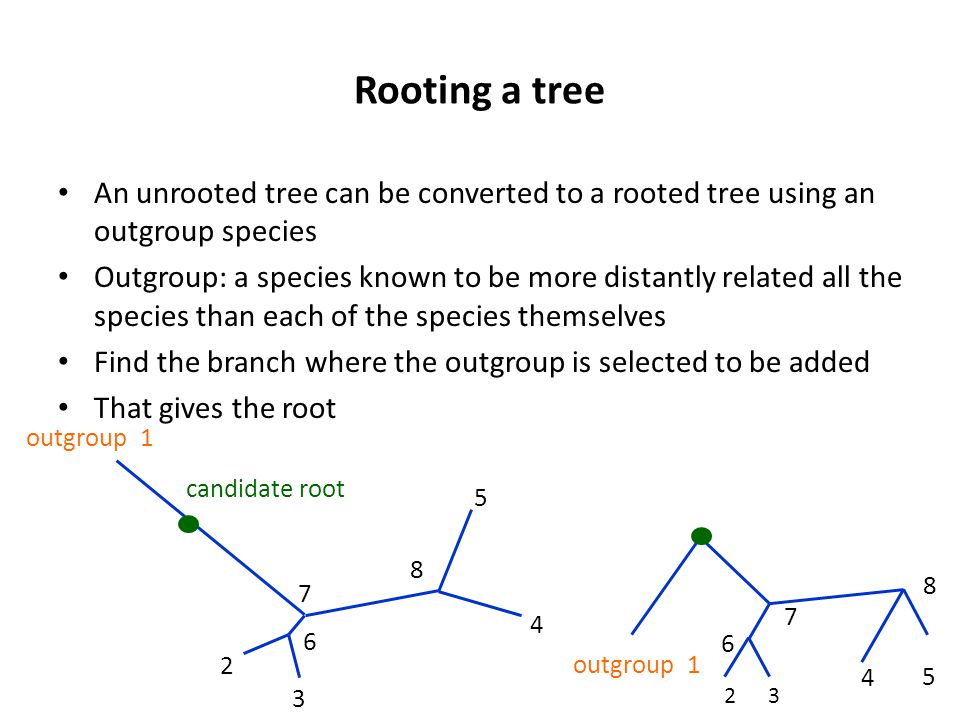 Rooting a tree An unrooted tree can be converted to a rooted tree using an outgroup species Outgroup: a species known to be more distantly related all the species than each of the species themselves Find the branch where the outgroup is selected to be added That gives the root candidate root outgroup