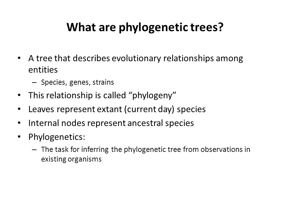 What are phylogenetic trees.