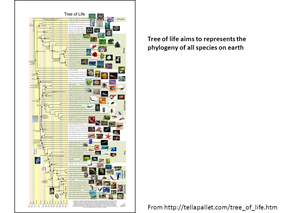 From   Tree of life aims to represents the phylogeny of all species on earth