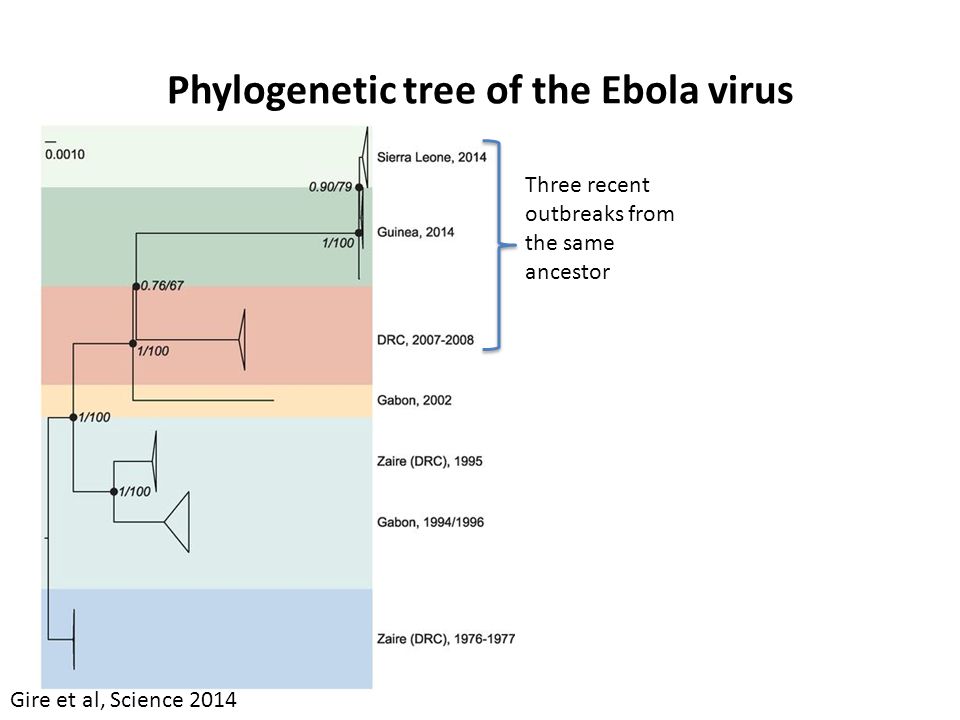 Phylogenetic tree of the Ebola virus Gire et al, Science 2014 Three recent outbreaks from the same ancestor