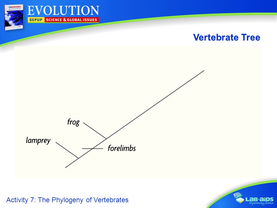Activity 7: The Phylogeny of Vertebrates Vertebrate Tree