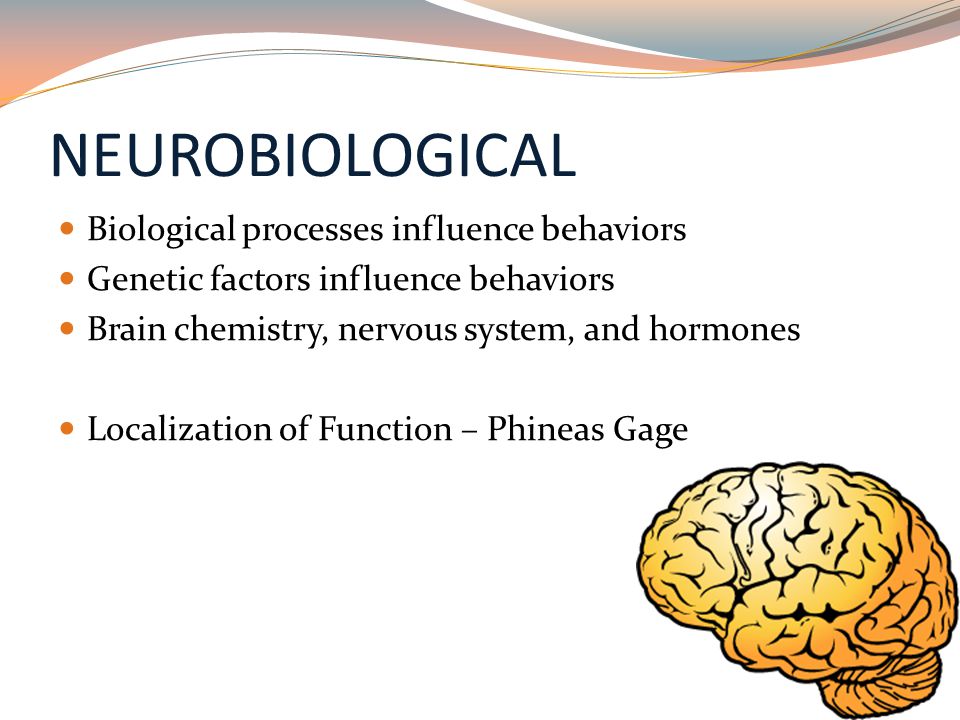 NEUROBIOLOGICAL Biological processes influence behaviors Genetic factors influence behaviors Brain chemistry, nervous system, and hormones Localization of Function – Phineas Gage