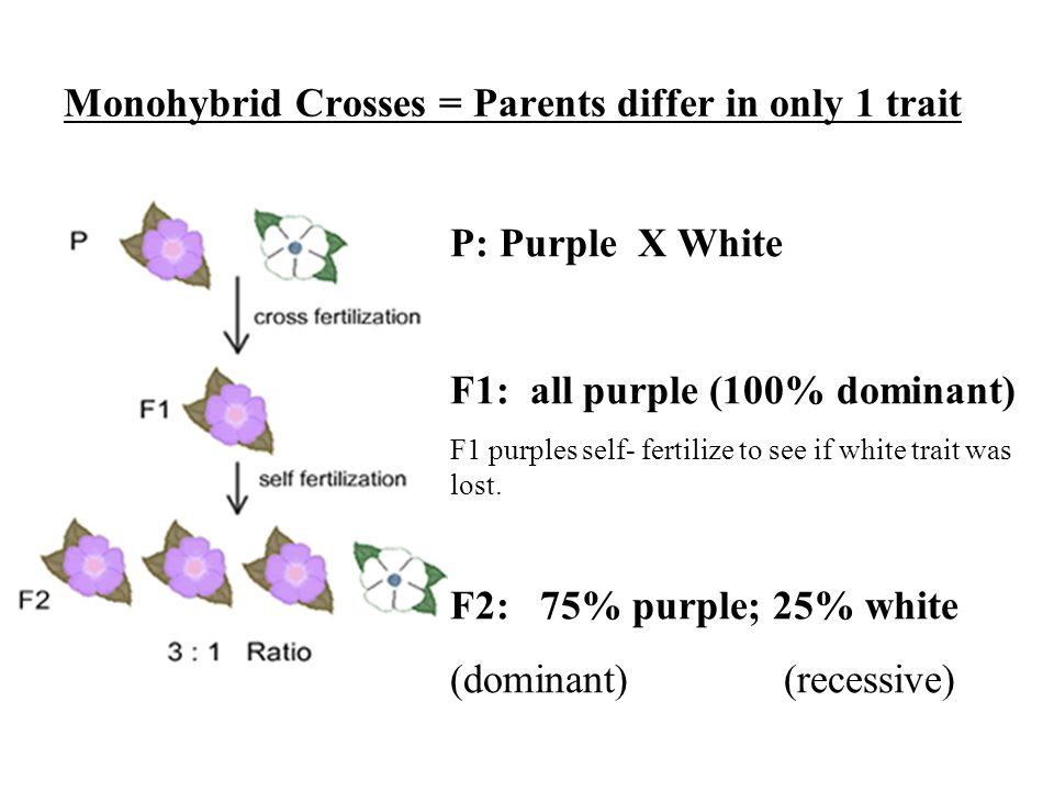 Monohybrid Crosses = Parents differ in only 1 trait P: Purple X White F1: all purple (100% dominant) F1 purples self- fertilize to see if white trait was lost.