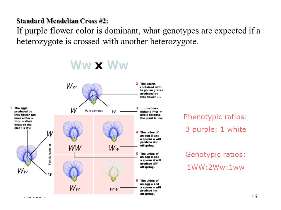 Standard Mendelian Cross #2: Standard Mendelian Cross #2: If purple flower color is dominant, what genotypes are expected if a heterozygote is crossed with another heterozygote.