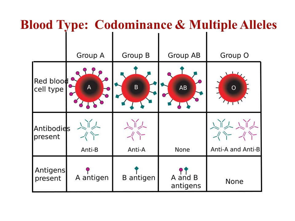Blood Type: Codominance & Multiple Alleles