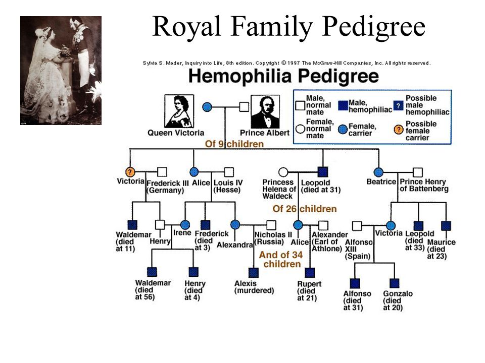Royal Family Pedigree