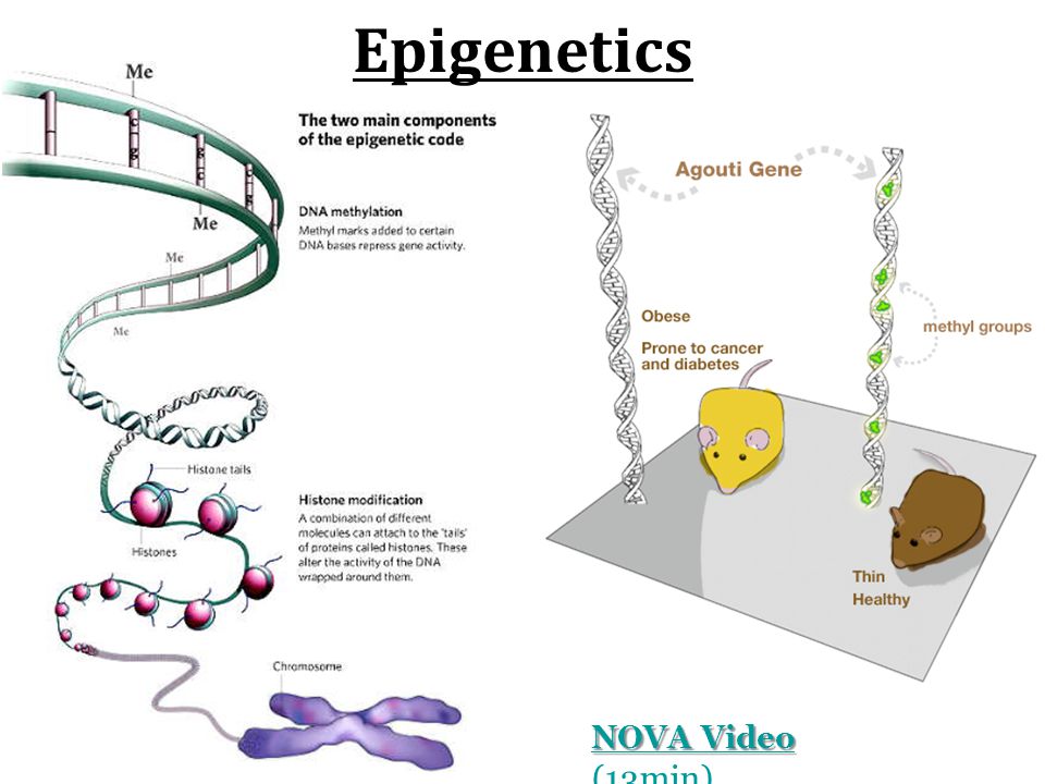 Epigenetics NOVA Video NOVA Video (13min)