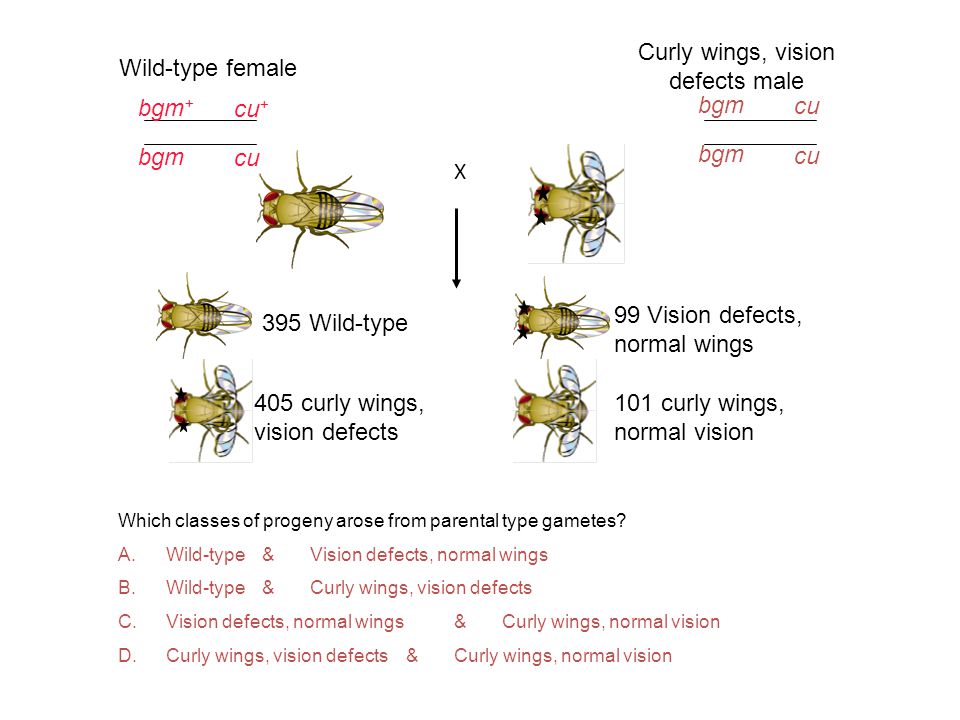 Wild-type female Curly wings, vision defects male 395 Wild-type 405 curly wings, vision defects 99 Vision defects, normal wings 101 curly wings, normal vision Which classes of progeny arose from parental type gametes.
