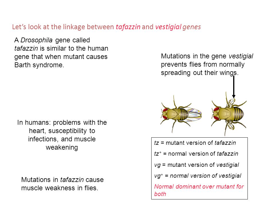 In humans: problems with the heart, susceptibility to infections, and muscle weakening Mutations in tafazzin cause muscle weakness in flies.