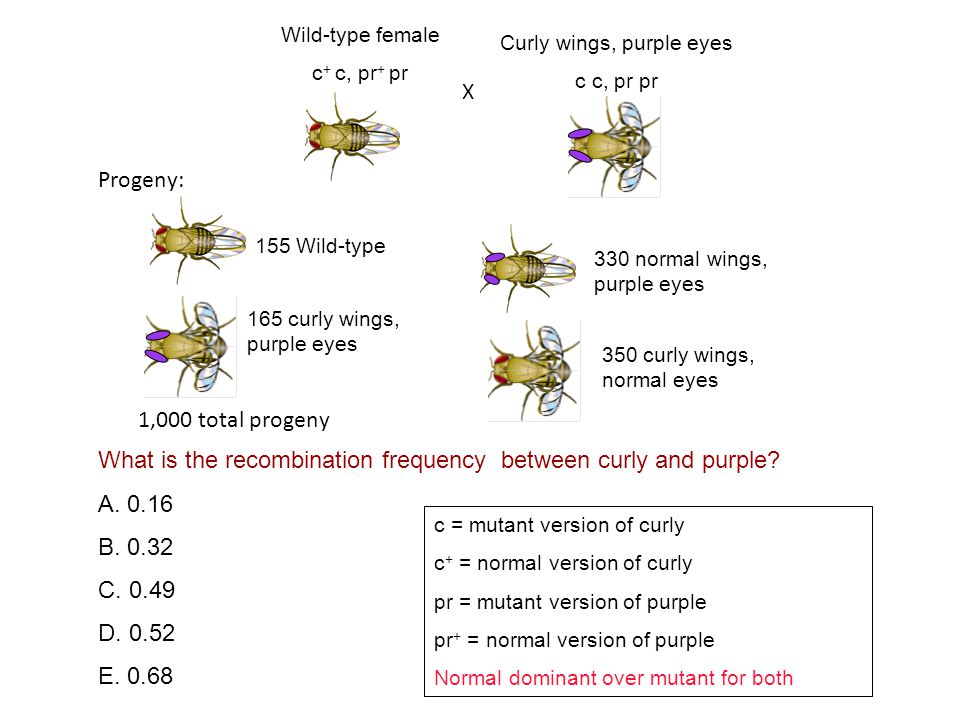 What is the recombination frequency between curly and purple.