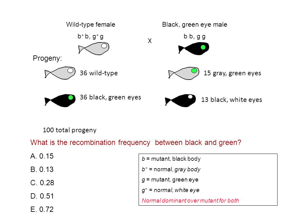 What is the recombination frequency between black and green.