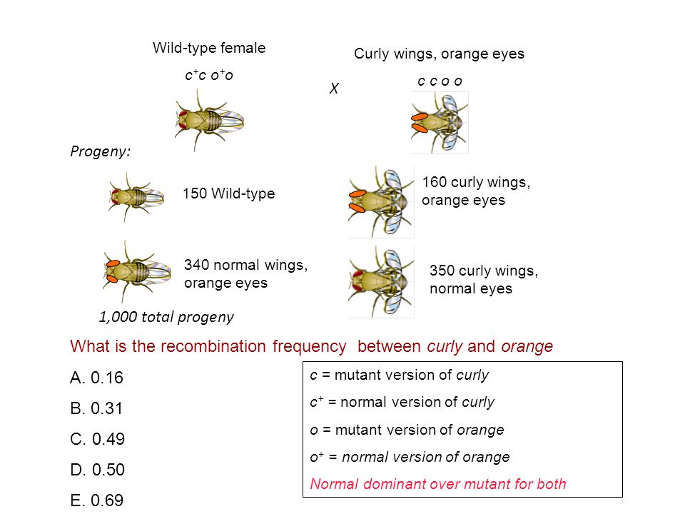 What is the recombination frequency between curly and orange A.