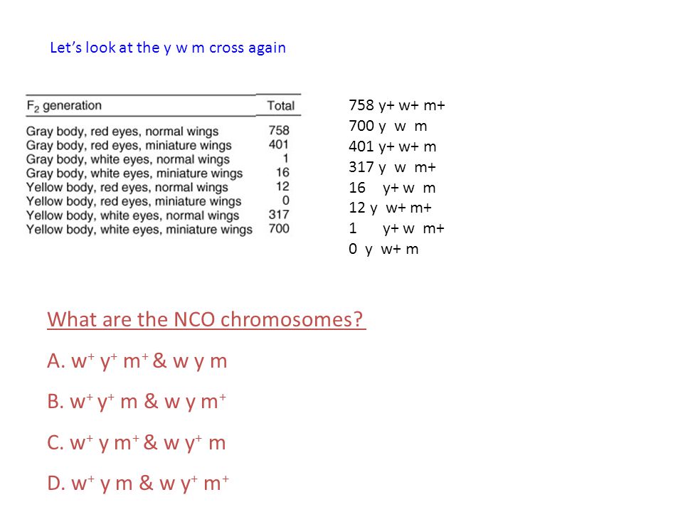758 y+ w+ m+ 700 y w m 401 y+ w+ m 317 y w m+ 16y+ w m 12 y w+ m+ 1y+ w m+ 0 y w+ m Let’s look at the y w m cross again What are the NCO chromosomes.