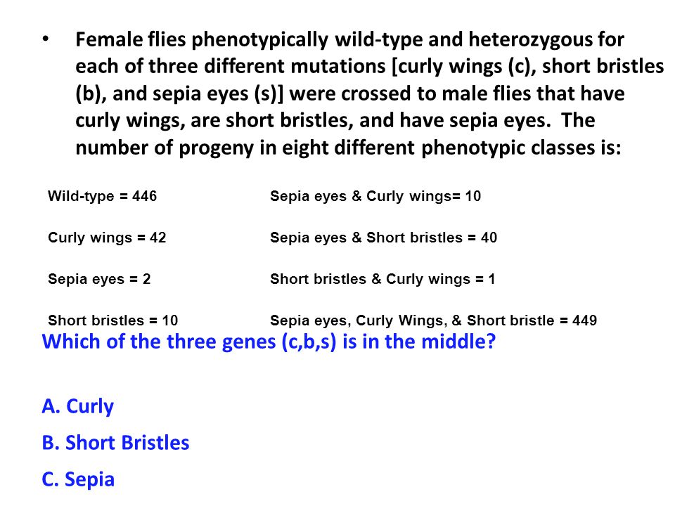 Female flies phenotypically wild-type and heterozygous for each of three different mutations [curly wings (c), short bristles (b), and sepia eyes (s)] were crossed to male flies that have curly wings, are short bristles, and have sepia eyes.