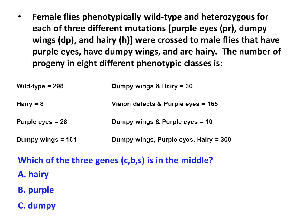 Female flies phenotypically wild-type and heterozygous for each of three different mutations [purple eyes (pr), dumpy wings (dp), and hairy (h)] were crossed to male flies that have purple eyes, have dumpy wings, and are hairy.