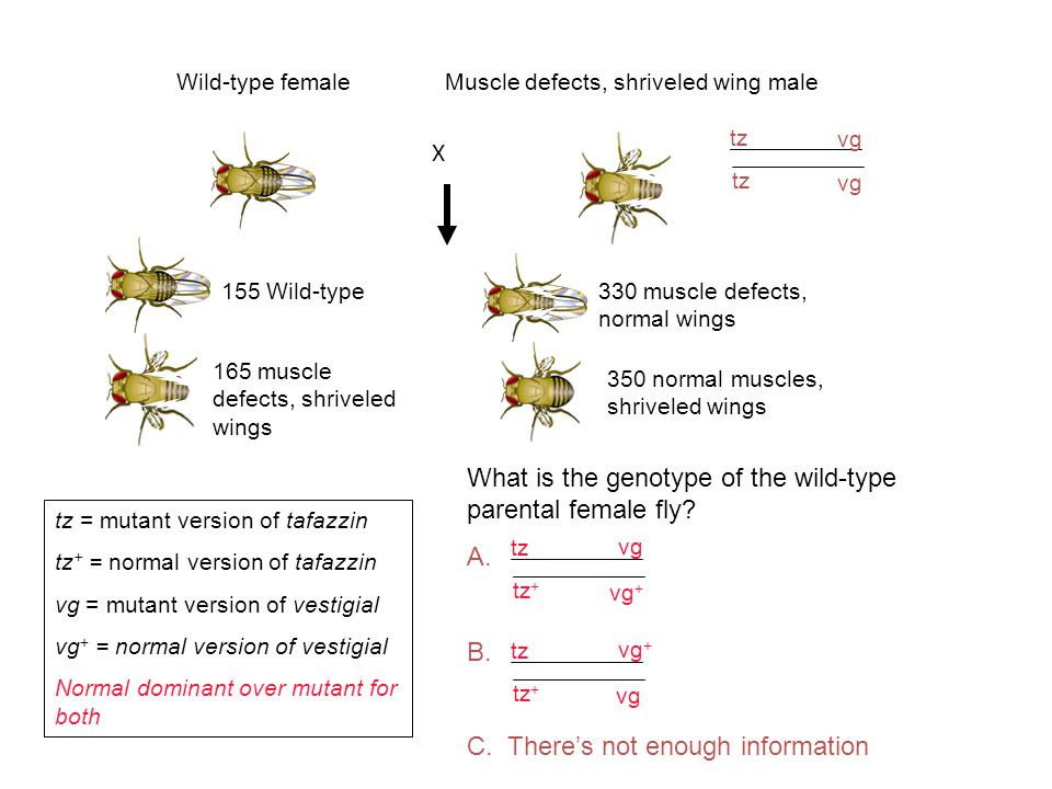155 Wild-type 165 muscle defects, shriveled wings 330 muscle defects, normal wings 350 normal muscles, shriveled wings Wild-type femaleMuscle defects, shriveled wing male tz = mutant version of tafazzin tz + = normal version of tafazzin vg = mutant version of vestigial vg + = normal version of vestigial Normal dominant over mutant for both tz vg What is the genotype of the wild-type parental female fly.