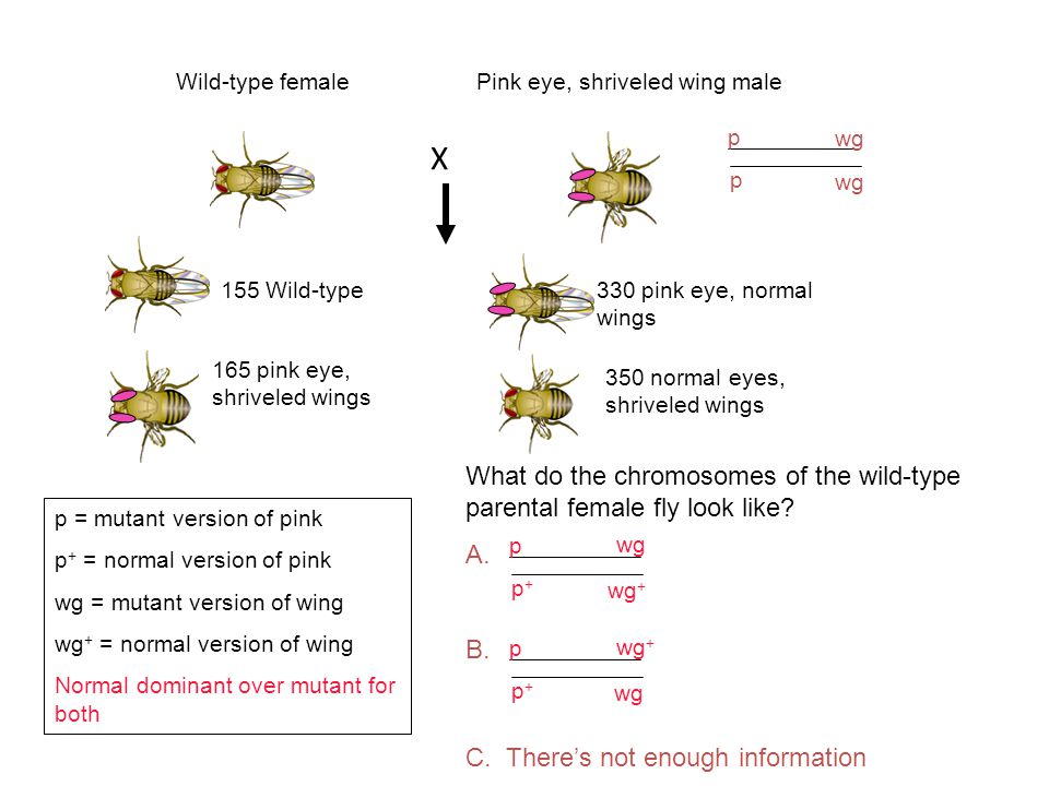 155 Wild-type 165 pink eye, shriveled wings 330 pink eye, normal wings 350 normal eyes, shriveled wings Wild-type femalePink eye, shriveled wing male p = mutant version of pink p + = normal version of pink wg = mutant version of wing wg + = normal version of wing Normal dominant over mutant for both p p wg What do the chromosomes of the wild-type parental female fly look like.