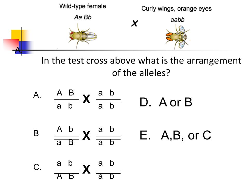 In the test cross above what is the arrangement of the alleles.