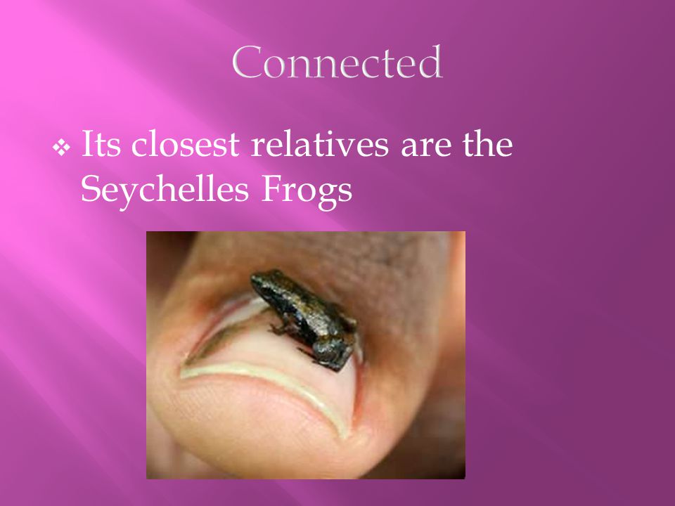 PPT - Frogs are amphibians Frogs do not cause warts If you kiss a frog, it  will not turn into a prince PowerPoint Presentation - ID:4643579