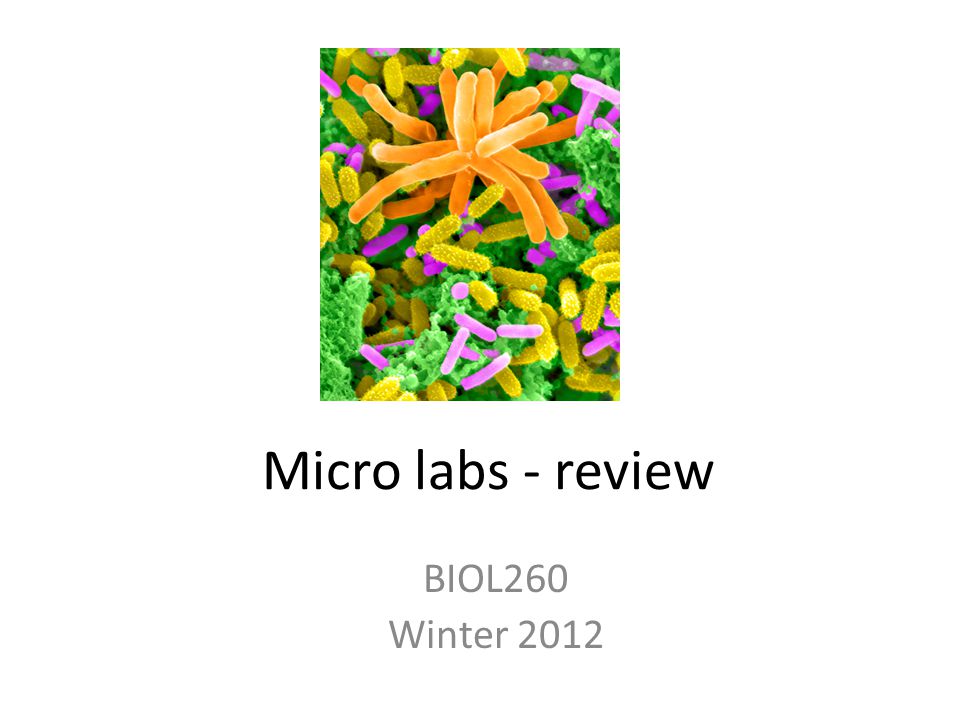 Микро Лабс Лимитед. Micro working Lab.