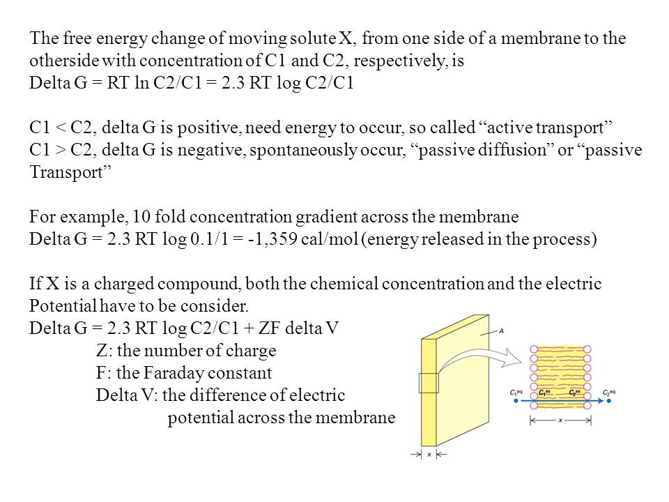 The free energy change of moving solute X, from one side of a membrane to the otherside with concentration of C1 and C2, respectively, is Delta G = RT ln C2/C1 = 2.3 RT log C2/C1 C1 < C2, delta G is positive, need energy to occur, so called active transport C1 > C2, delta G is negative, spontaneously occur, passive diffusion or passive Transport For example, 10 fold concentration gradient across the membrane Delta G = 2.3 RT log 0.1/1 = -1,359 cal/mol (energy released in the process) If X is a charged compound, both the chemical concentration and the electric Potential have to be consider.