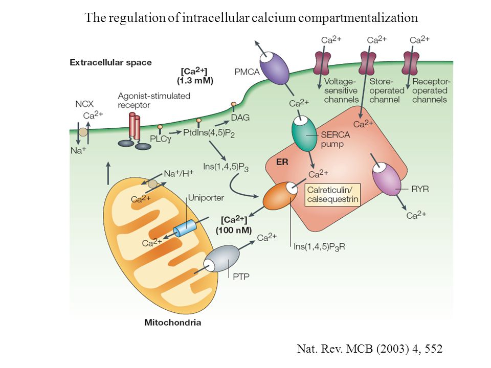 Nat. Rev. MCB (2003) 4, 552 The regulation of intracellular calcium compartmentalization