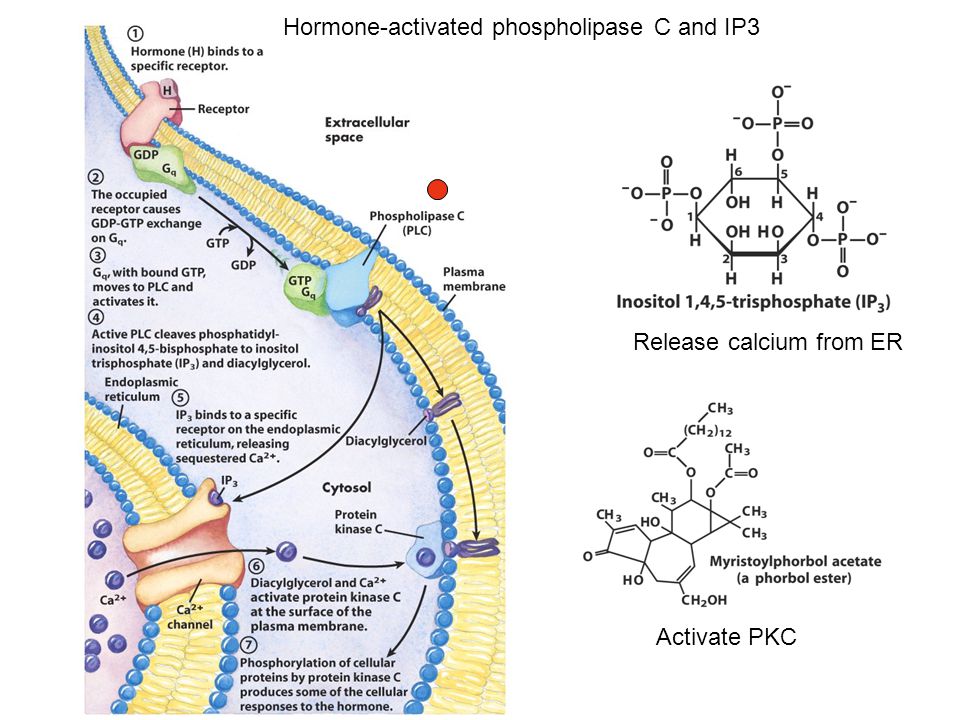 Activate PKC Release calcium from ER Hormone-activated phospholipase C and IP3