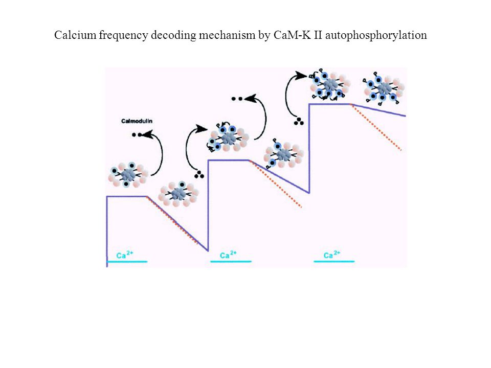 Calcium frequency decoding mechanism by CaM-K II autophosphorylation