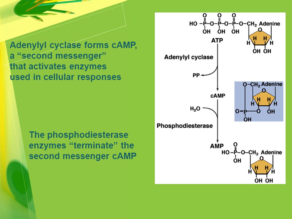 Adenylyl cyclase forms cAMP, a second messenger that activates enzymes used in cellular responses The phosphodiesterase enzymes terminate the second messenger cAMP