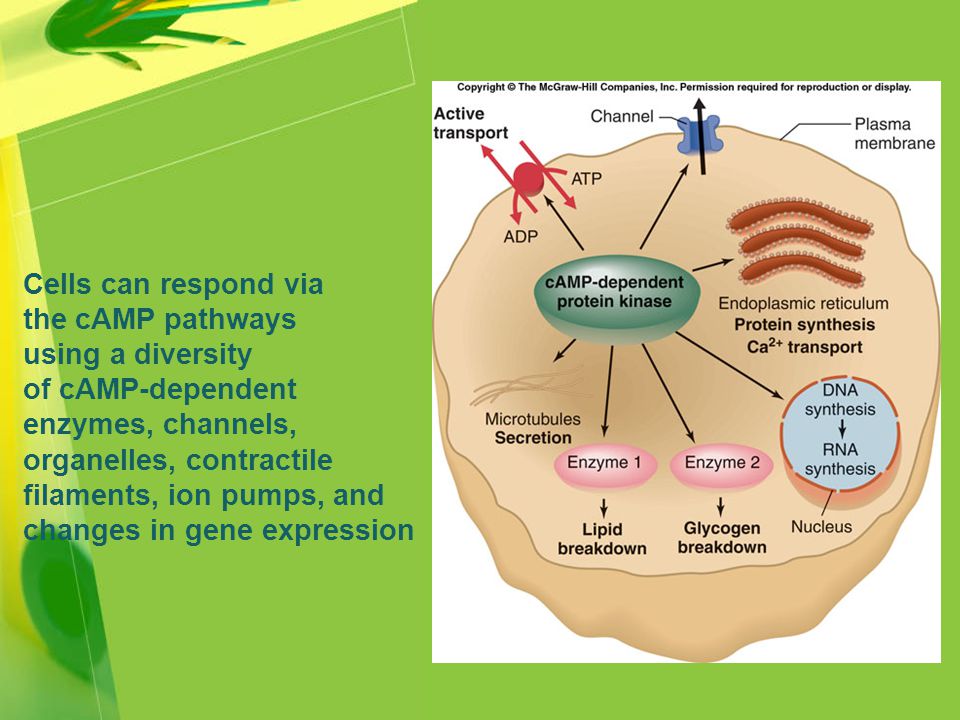 Cells can respond via the cAMP pathways using a diversity of cAMP-dependent enzymes, channels, organelles, contractile filaments, ion pumps, and changes in gene expression