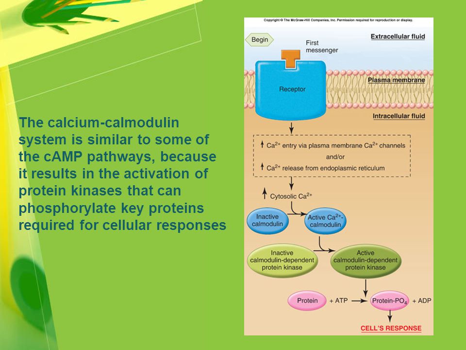 The calcium-calmodulin system is similar to some of the cAMP pathways, because it results in the activation of protein kinases that can phosphorylate key proteins required for cellular responses