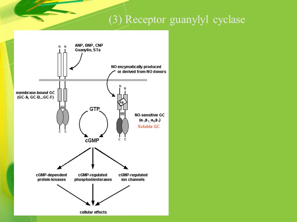 (3) Receptor guanylyl cyclase Soluble GC