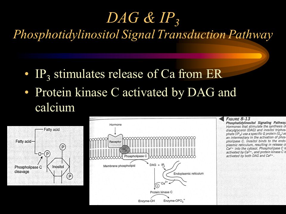 DAG & IP 3 Phosphotidylinositol Signal Transduction Pathway IP 3 stimulates release of Ca from ER Protein kinase C activated by DAG and calcium